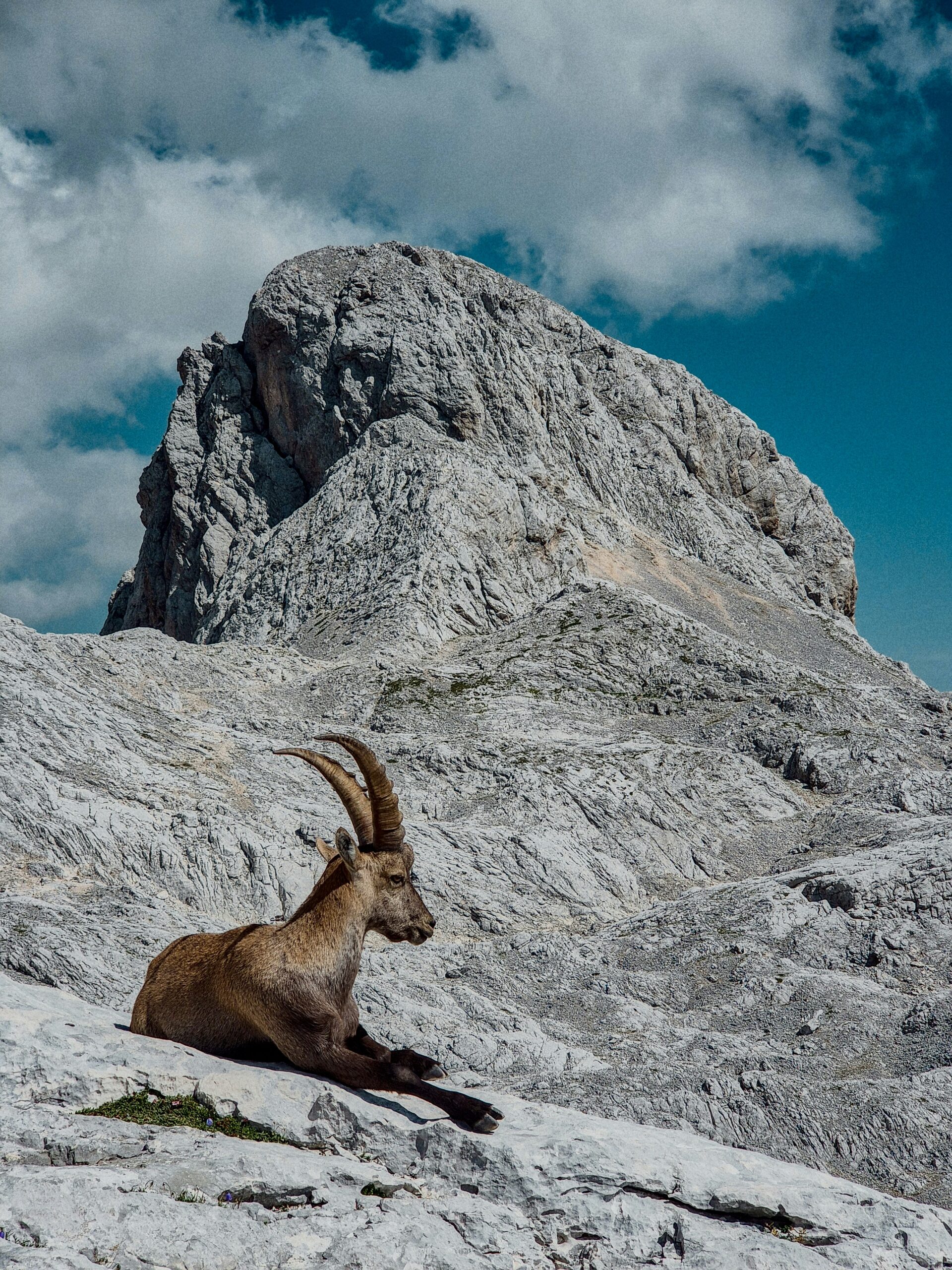 Steinbock