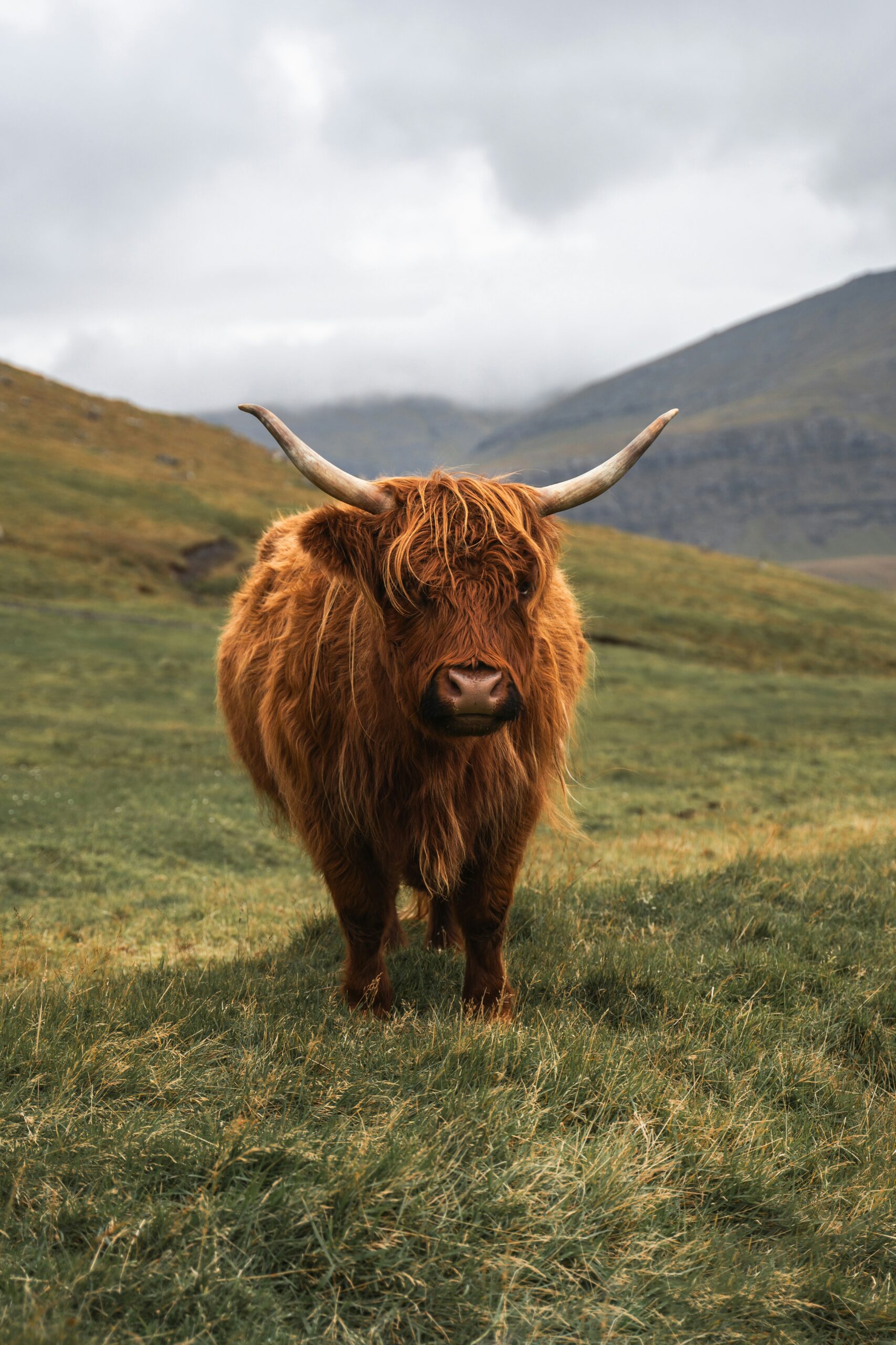Stier